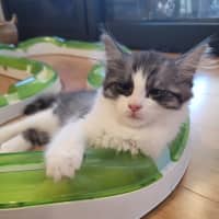 Photo of Cherry   Available From 20/1