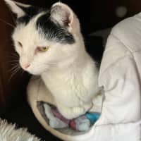 Photo of Levi *9 Lives Project Rescue*