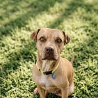 Photo of Goldie