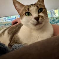 Photo of Daphne