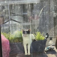 Photo of Mama Yuki **2nd Chance Cat Rescue**