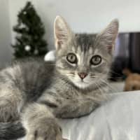 Photo of Lucy ⭐️🦋