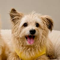 Photo of Whiskey