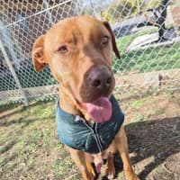 Photo of Pikelet 🥞