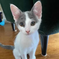 Photo of Cabbage   Meet Me At Vets On Parker