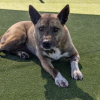 Photo of Coco Imp 1364