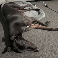 Photo of Blacky