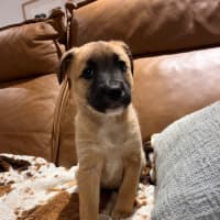 Photo of Nova 
