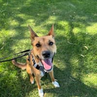 Photo of Honey