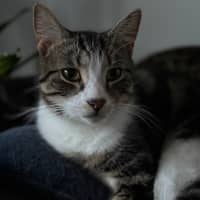 Photo of Tiramisu   Meet Me @ Petstock Prahran!