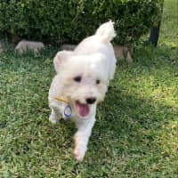 Photo of Pirate 🏴Shih Tzu, 9yo (Adopted 5/8/24)