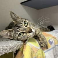 Photo of Layla