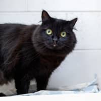Photo of Annabelle