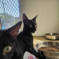 Photo of Meowthew