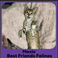Photo of Maxie 
