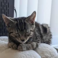 Photo of Pocket