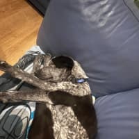 Photo of Maverick   9 Month Old Cattle Dog X (Trial)