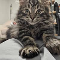 Photo of Lumi & Nova