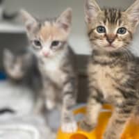 Photo of Moscow (9952)