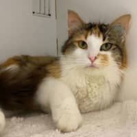 Photo of Kiri