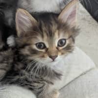 Photo of Bellatrix Clowder