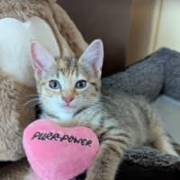 Photo of Honey