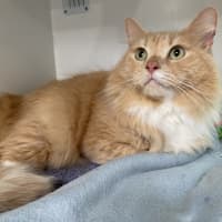 Photo of Whiskey