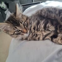 Photo of Wasabi