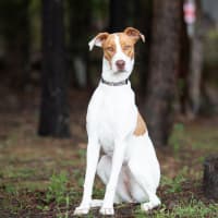 Photo of Harper