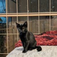 Photo of Smudge