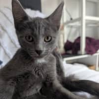 Photo of Nova