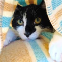 Photo of Mowgli   In Foster Care In Northcote