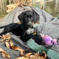 Photo of Arie