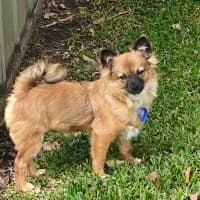 Photo of Jimmy   4 Month Old Pomeranian X