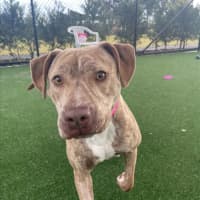 Photo of Sadie Imp 1381