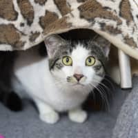 Photo of Little Bear