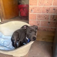 Photo of Lulu   14 Week Old Cattle Dog X Staffy
