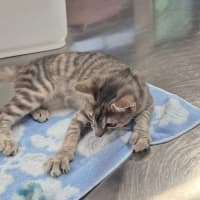 Photo of Rain (8959)