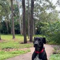 Photo of Pirate *$350 Adoption Fee*