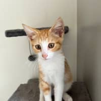 Photo of Simba