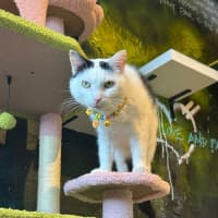 Photo of Galaxy Annihilator