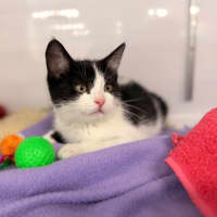 Photo of Oreo