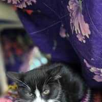 Photo of Thyme
