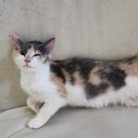 Photo of Lyra