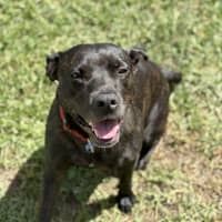 Photo of Koda