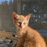 Photo of Finis
