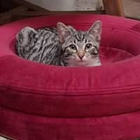 Photo of Valentino