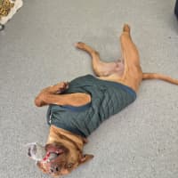 Photo of Pikelet 🥞