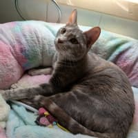 Photo of Tofu