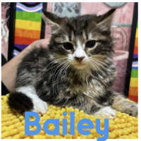 Photo of Bailey